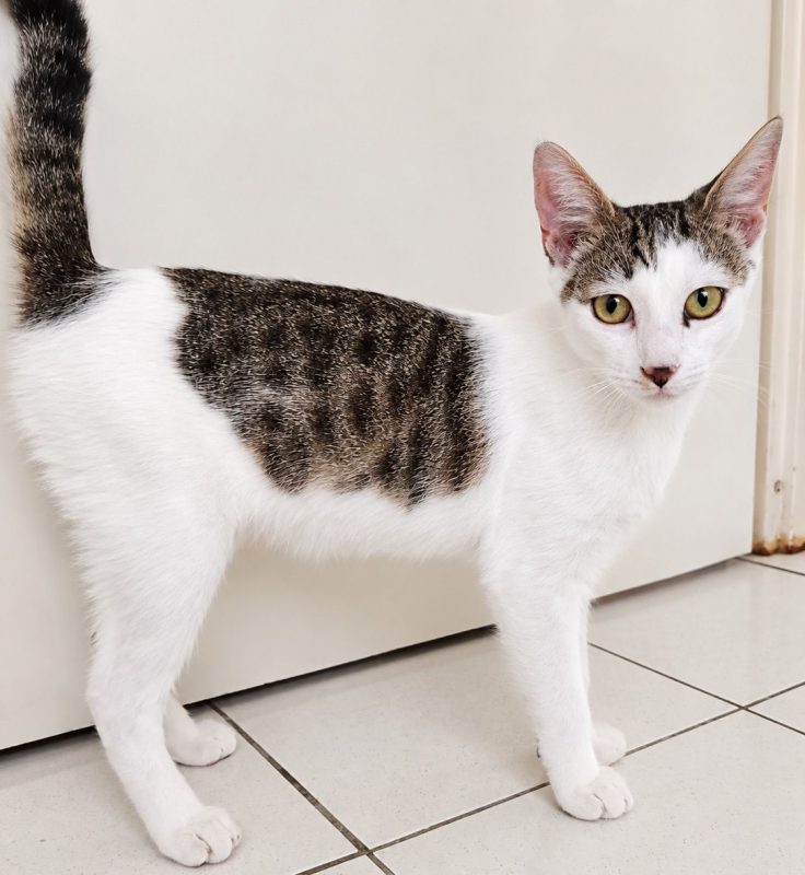 TWIX - Chat à adopter