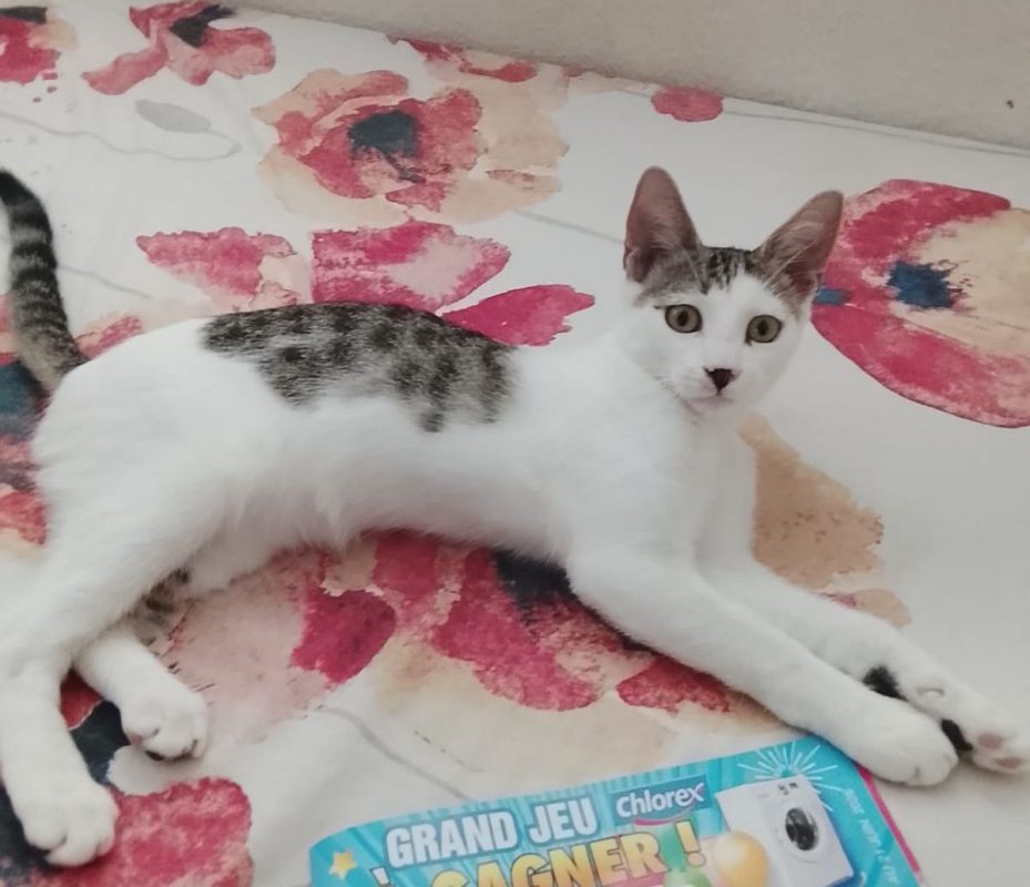TWIX - Chat à adopter - photo 3