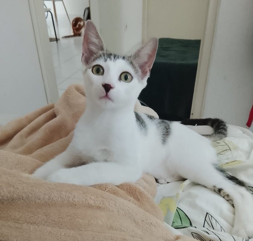 TWIX - Chat à adopter - photo 2