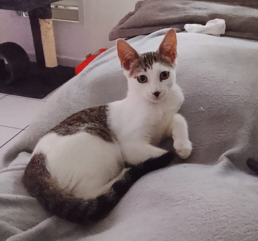 TWIX - Chat à adopter