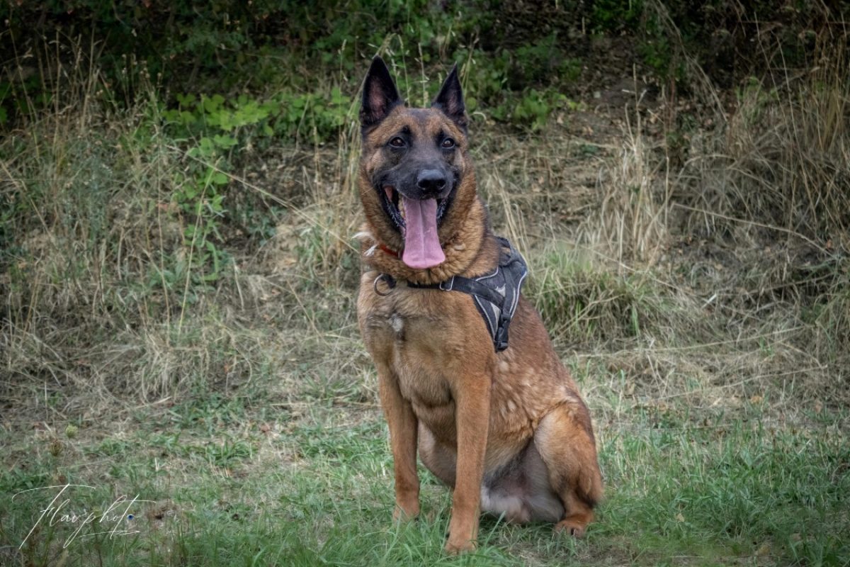 Andor - Chien Berger Belge Malinois à adopter