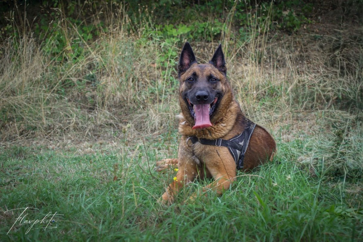 Andor - Chien Berger Belge Malinois à adopter - photo 2