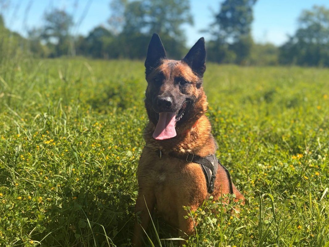 Andor - Chien Berger Belge Malinois à adopter - photo 3