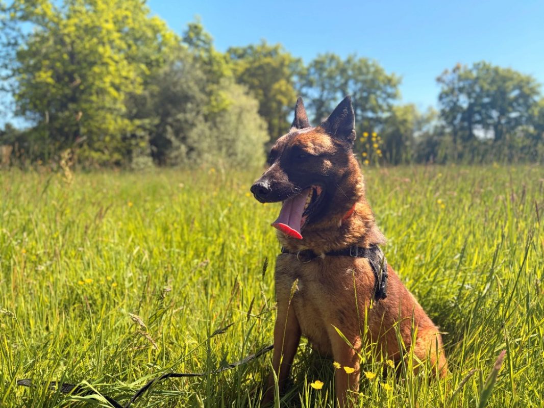 Andor - Chien Berger Belge Malinois à adopter - photo 4