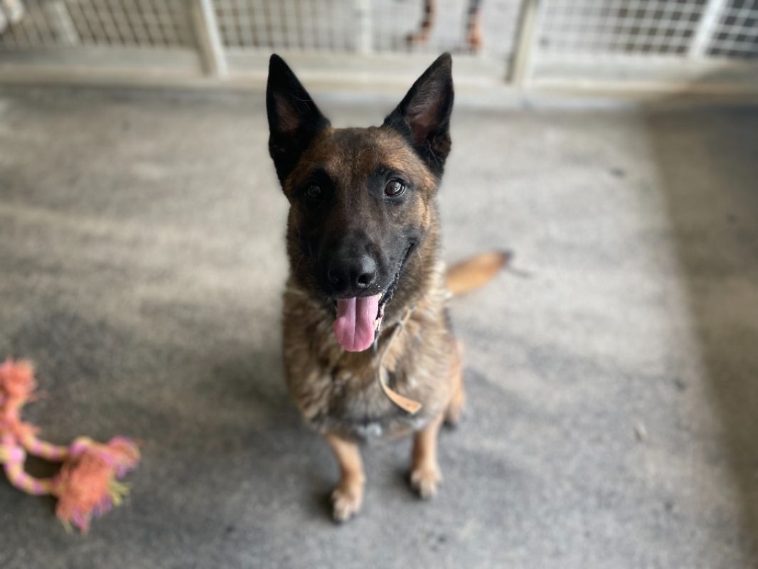 Andor - Chien Berger Belge Malinois à adopter - photo 5