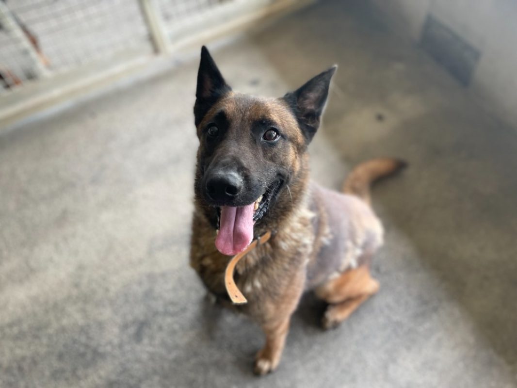 Andor - Chien Berger Belge Malinois à adopter - photo 6