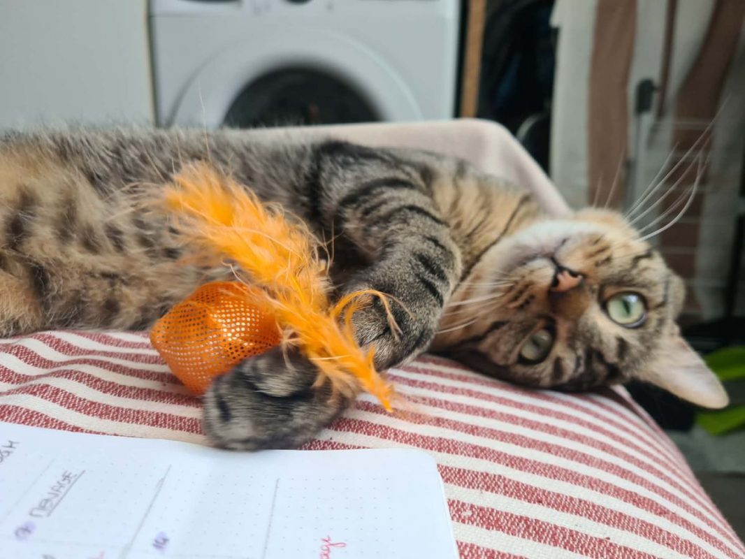 Baqara - Chat à adopter - photo 6