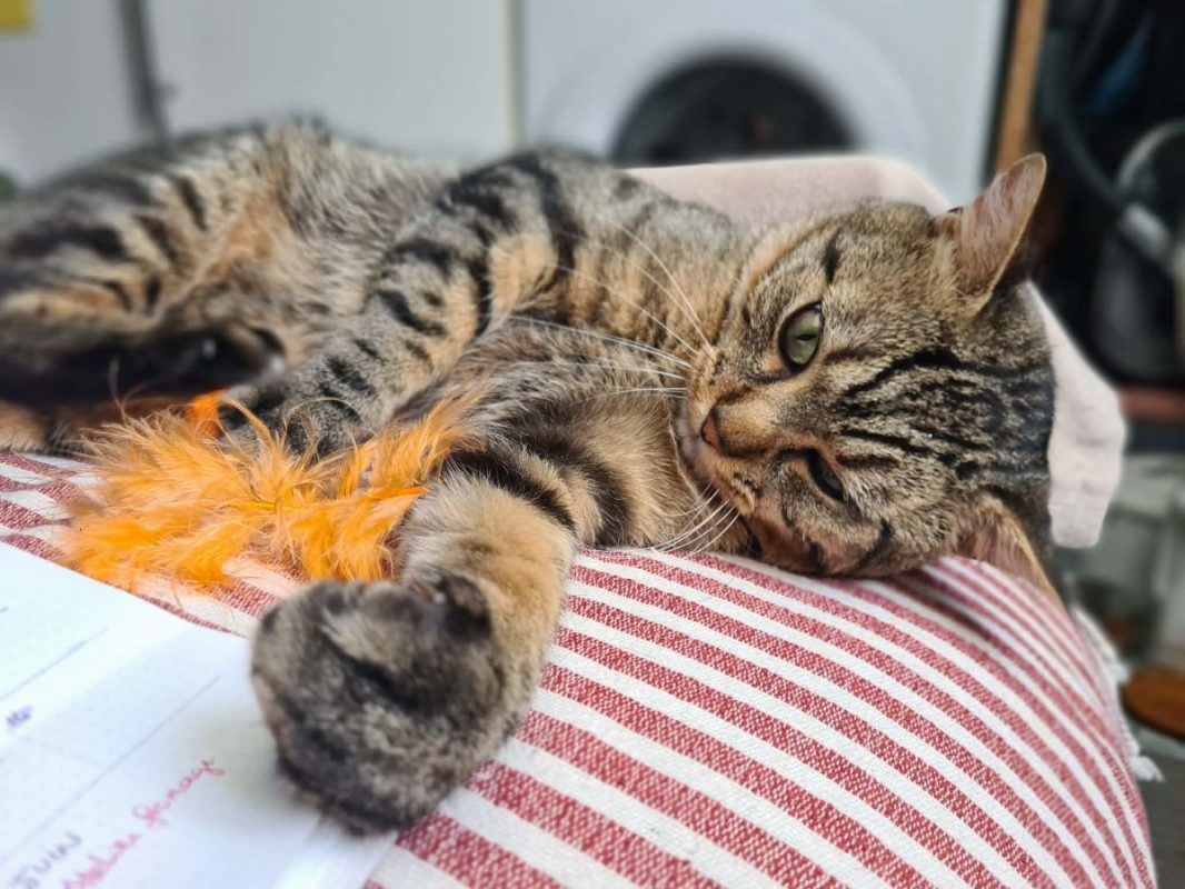Baqara - Chat à adopter