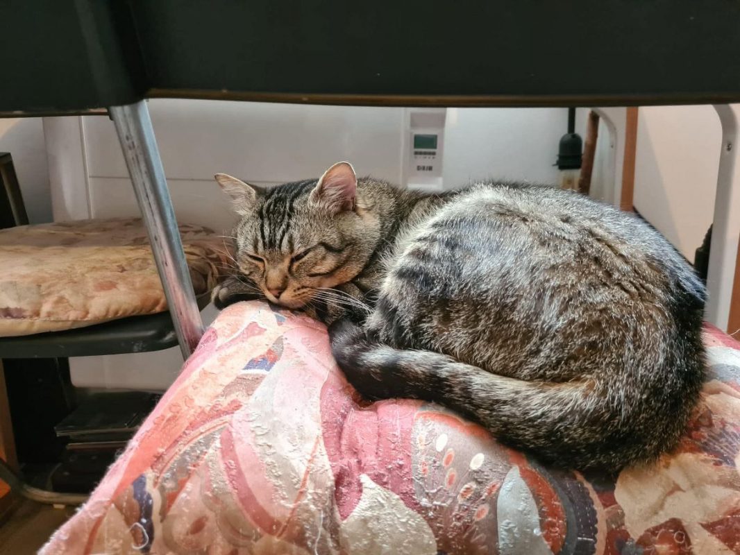 Baqara - Chat à adopter - photo 8