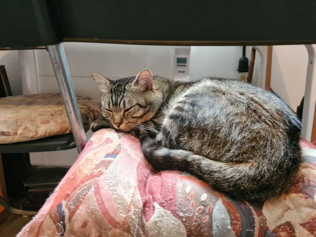 Baqara - Chat à adopter - photo 4