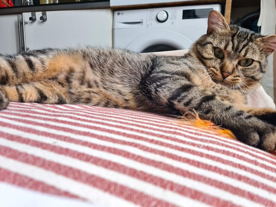 Baqara - Chat à adopter - photo 6