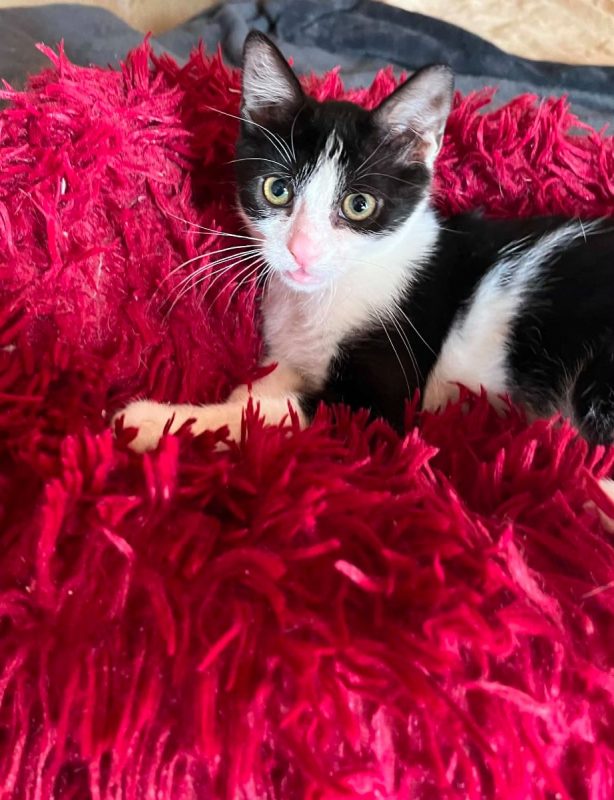 Merlin - Chat à adopter - photo 7