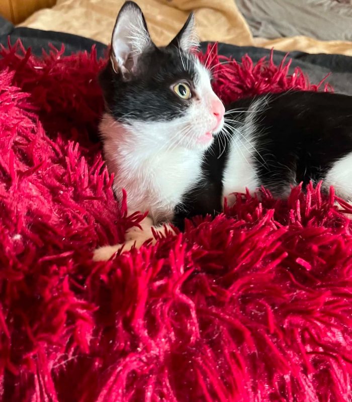 Merlin - Chat à adopter