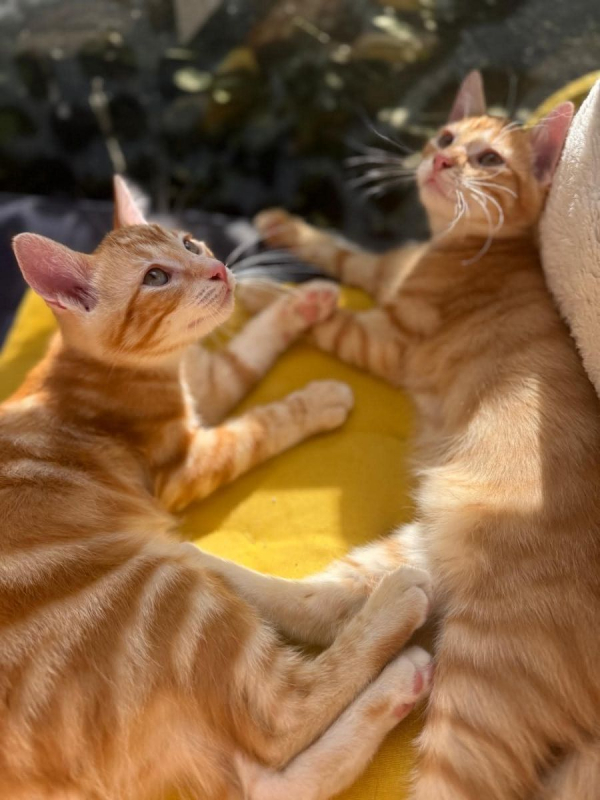 Photo #1 de Garfield &Tobby