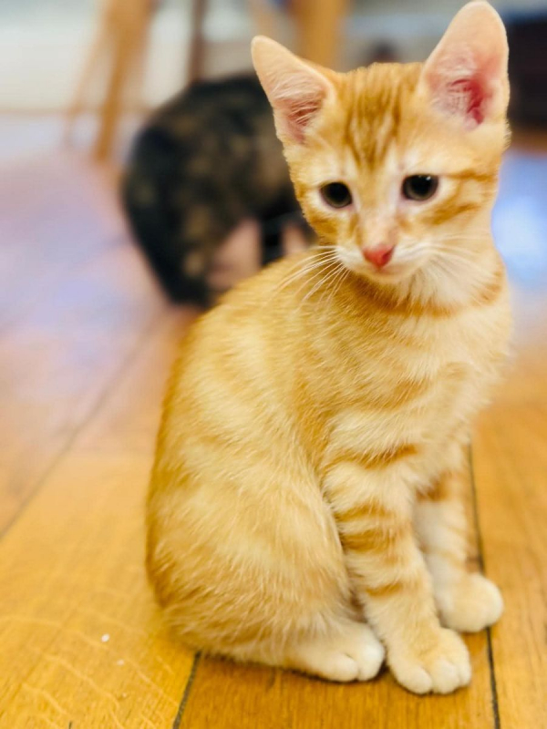 Photo #5 de Garfield &Tobby