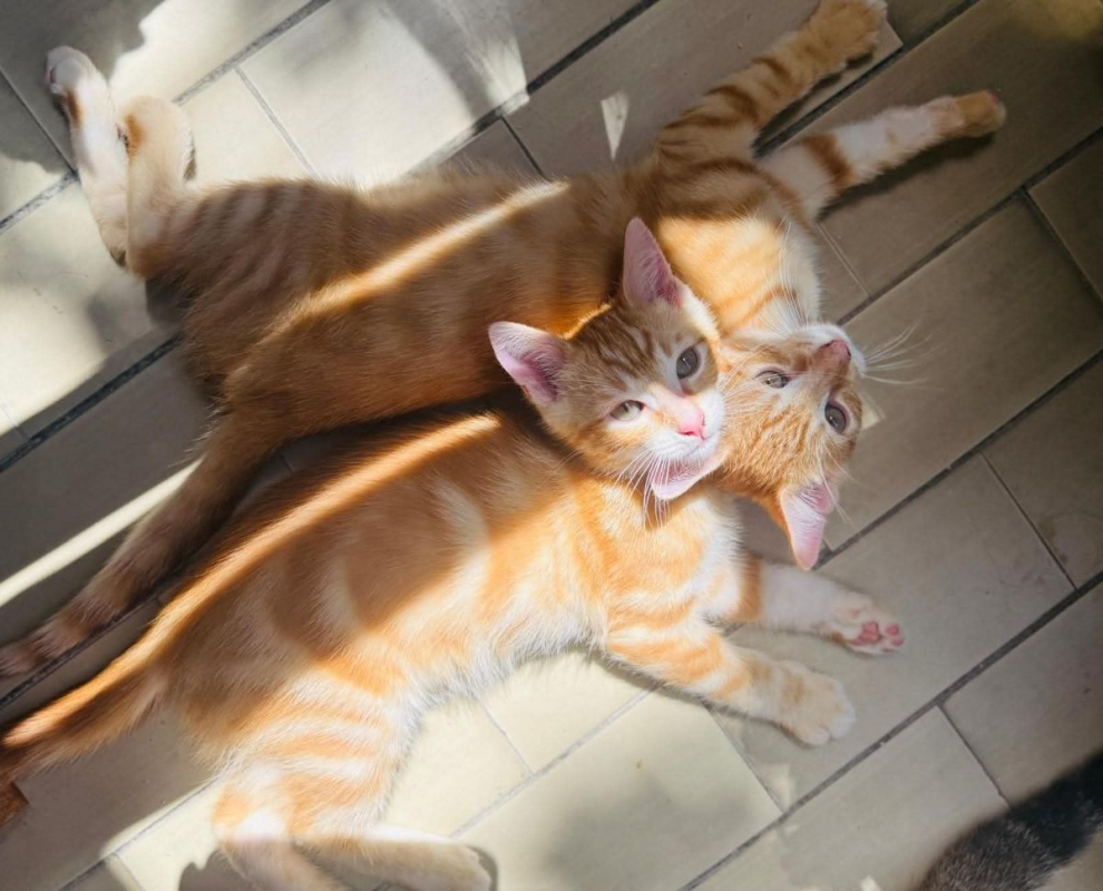 Photo #2 de Garfield &Tobby