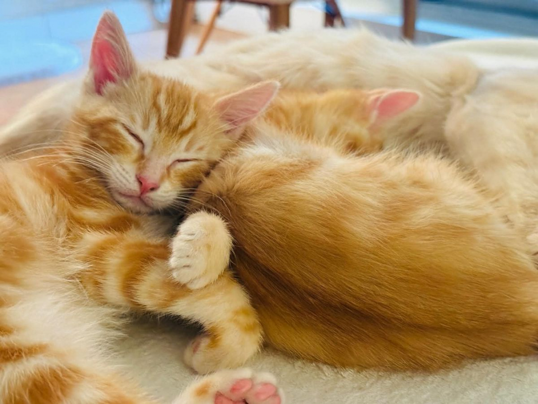 Photo #3 de Garfield &Tobby