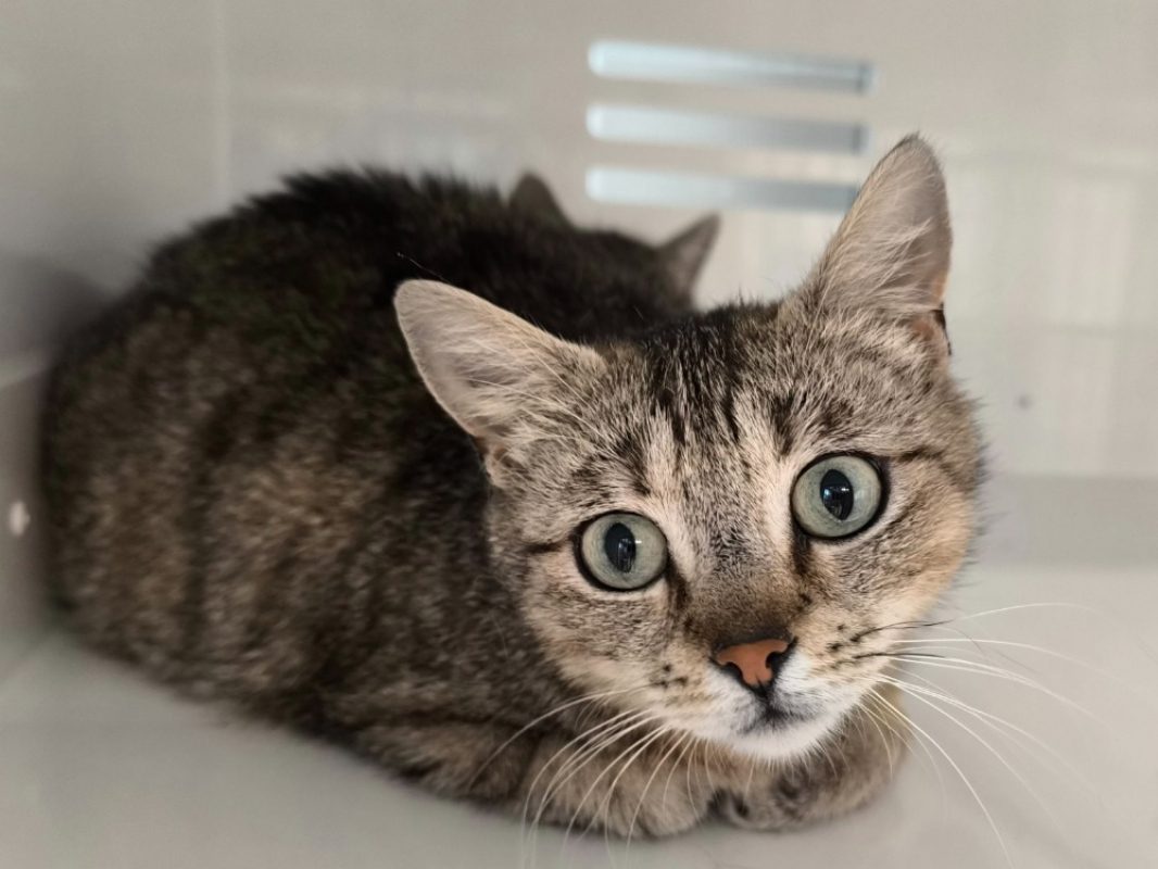 Charlotte - Chat Européen à adopter