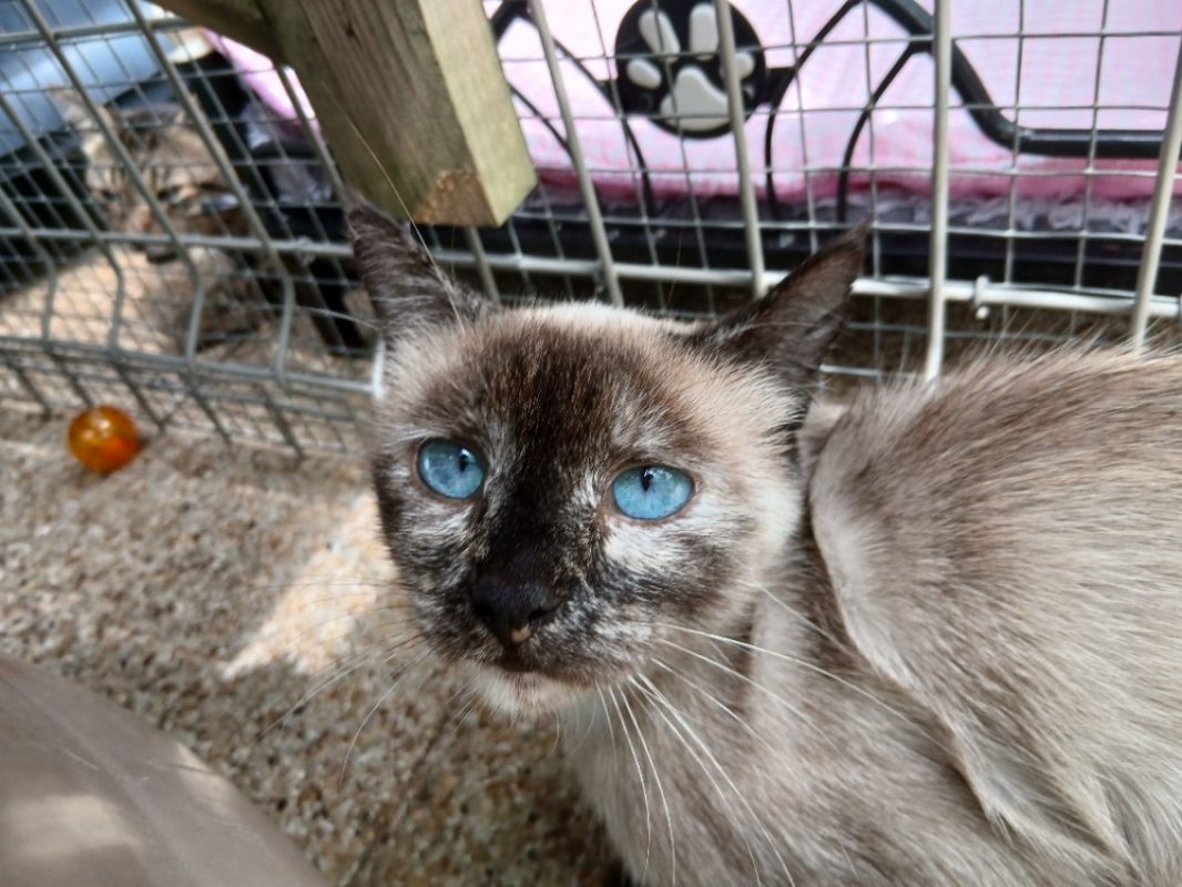 Soley - Chat à adopter