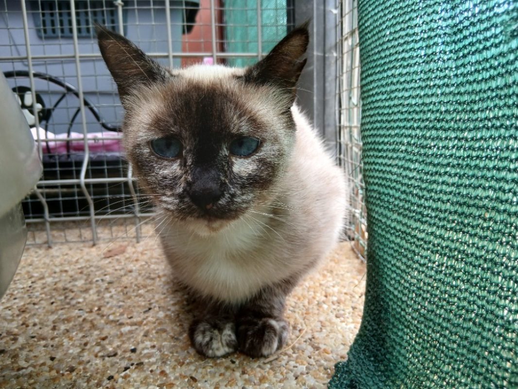 Soley - Chat à adopter - photo 2