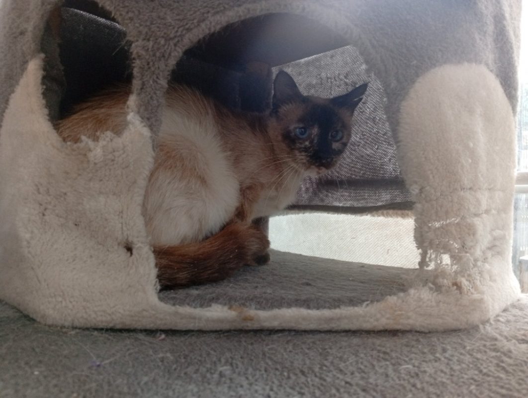 Soley - Chat à adopter - photo 3