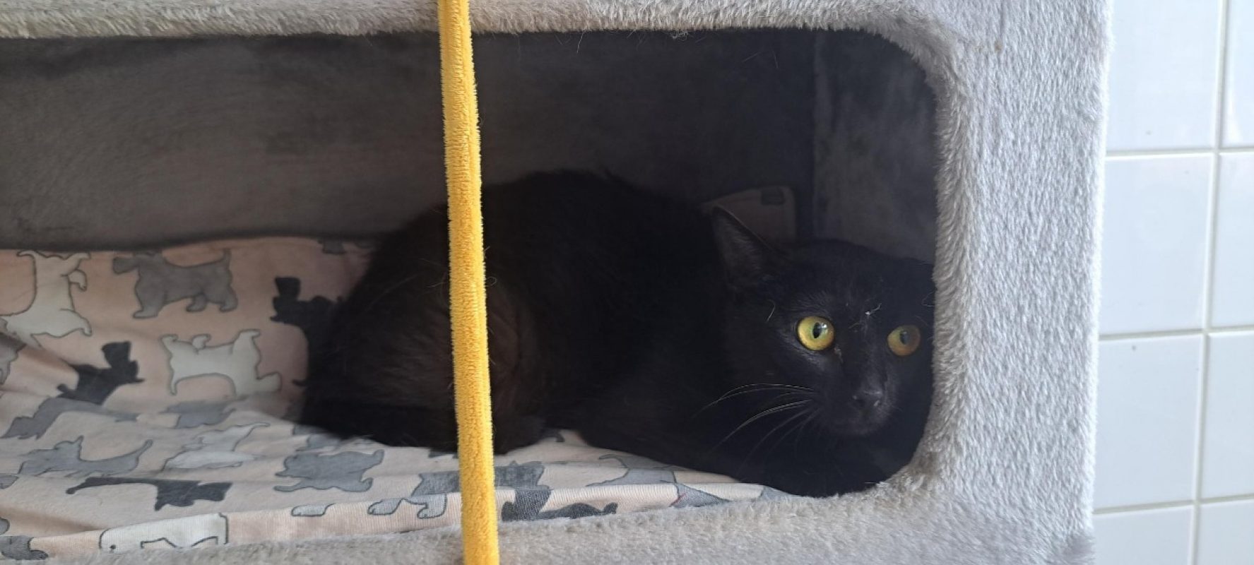 SoulaÏ - Chat à adopter