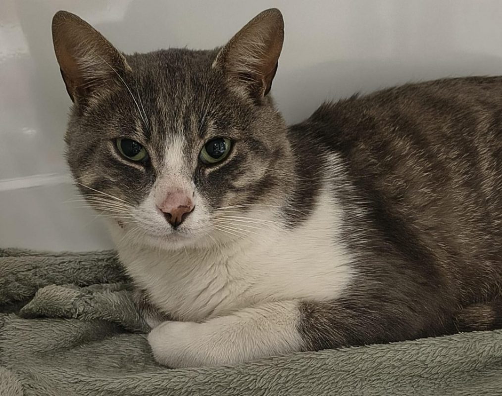 Yams - Chat Européen à adopter