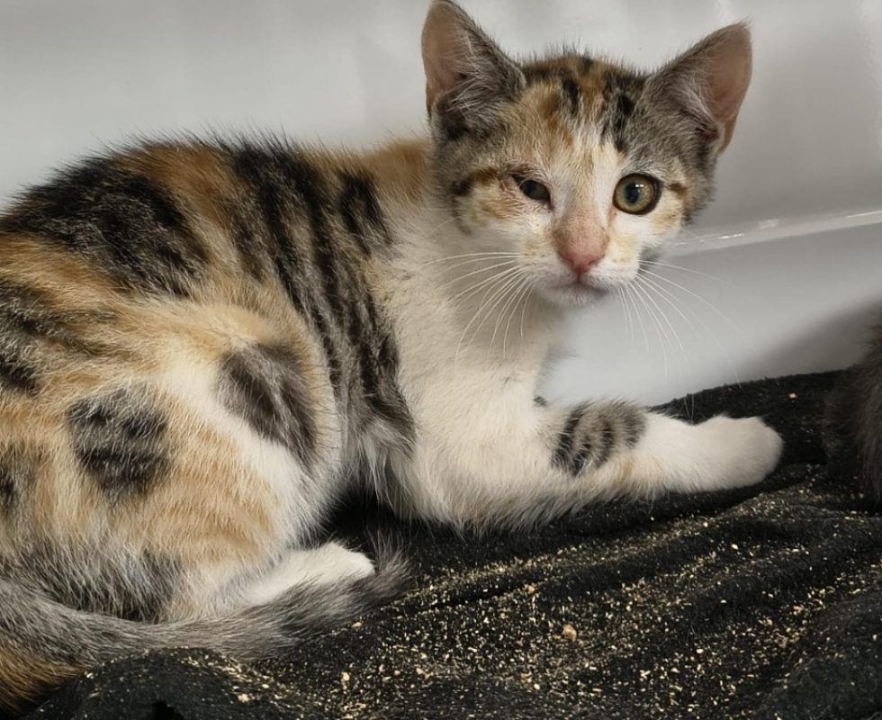 Tina - Chat Européen à adopter