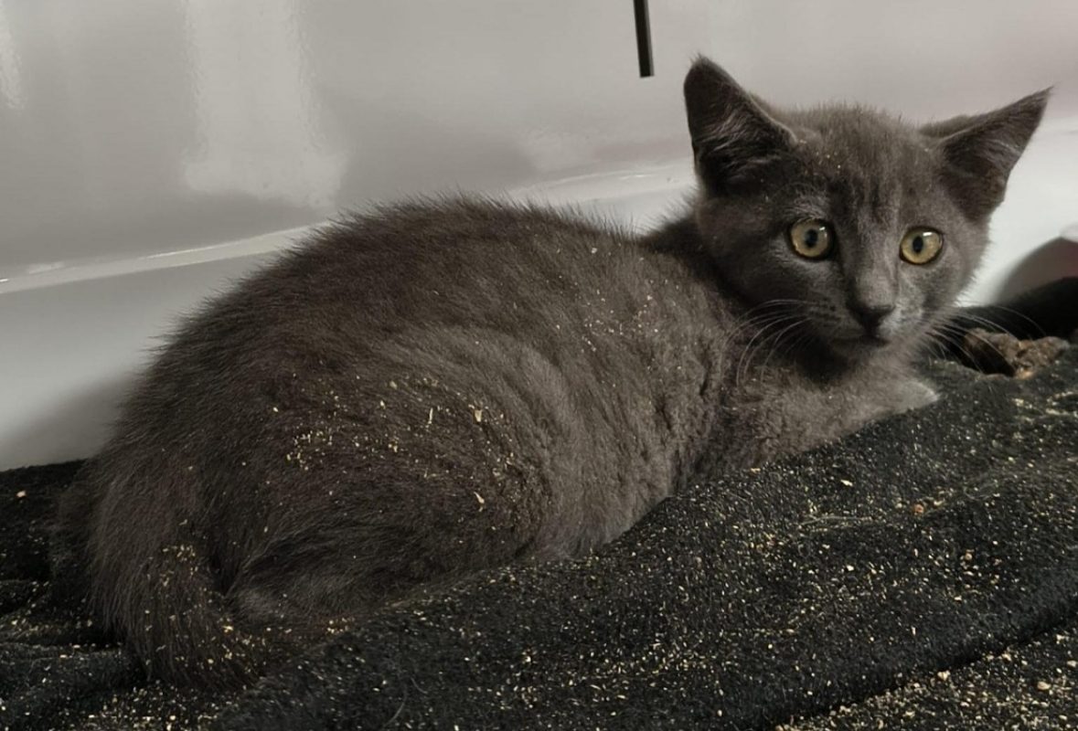 Tinou - Chat Européen à adopter