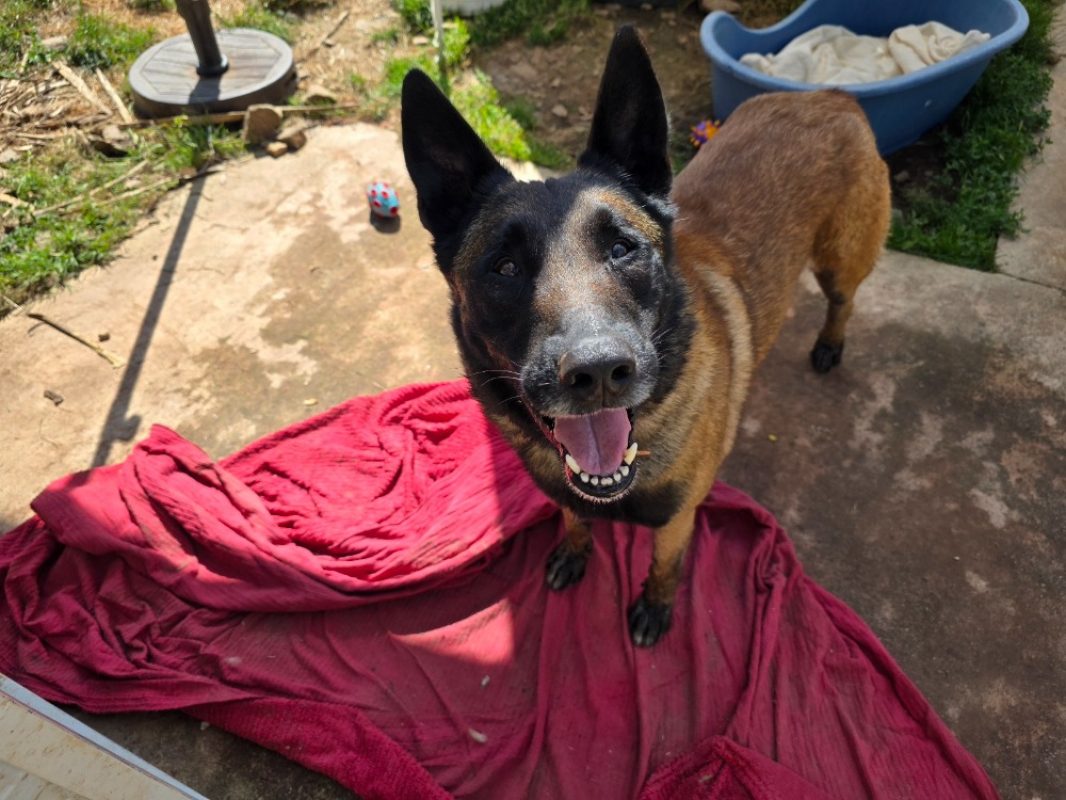 P'indiana - Chien Berger Belge Malinois à adopter