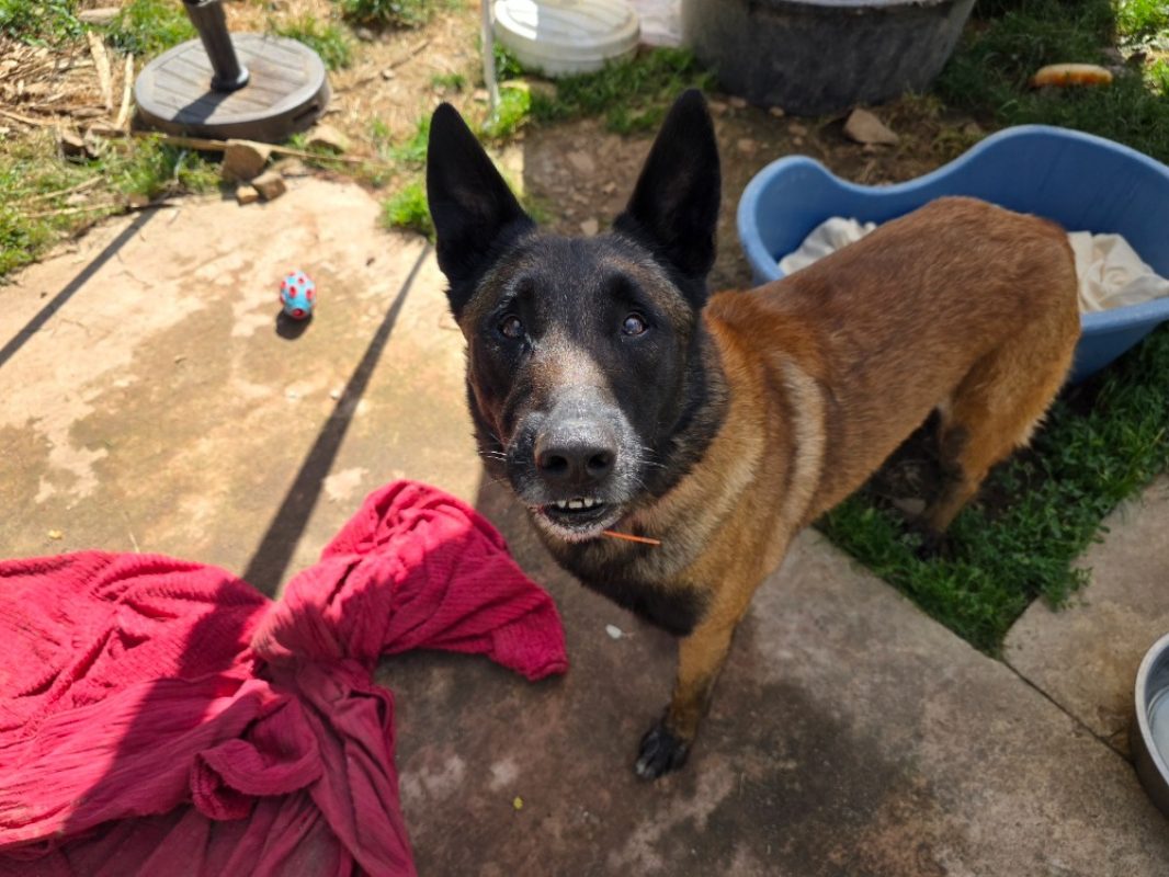 P'indiana - Chien Berger Belge Malinois à adopter - photo 2