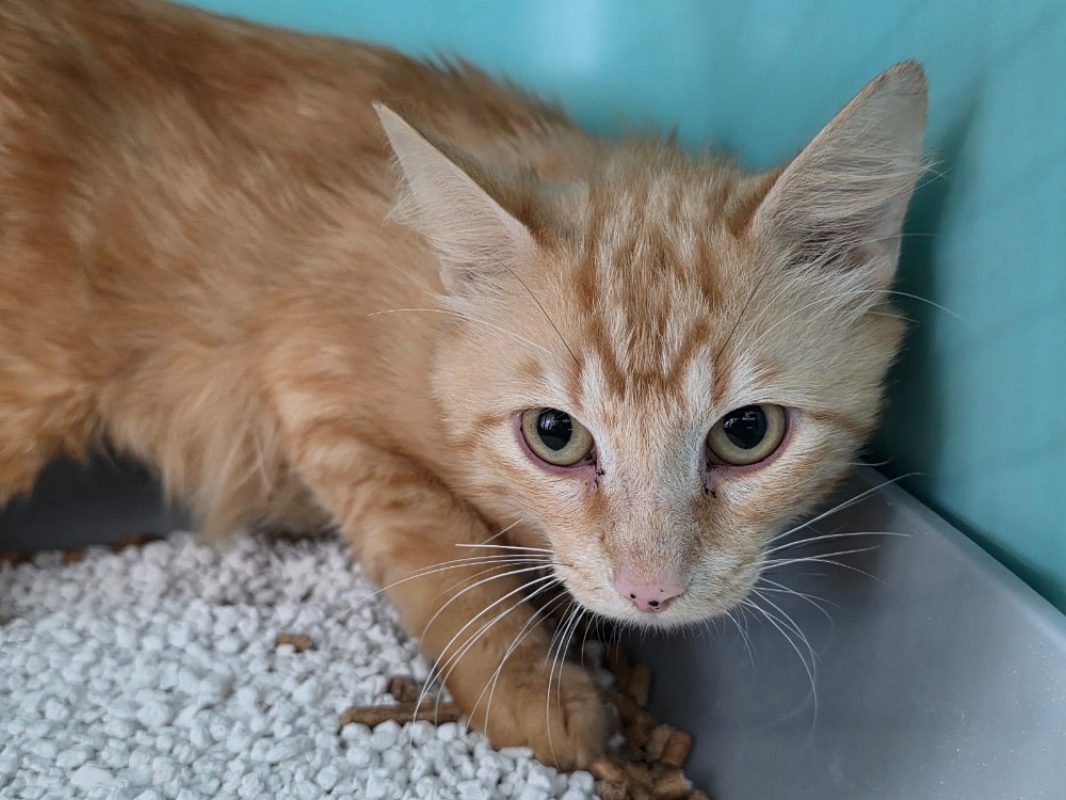 Comte - Chat Européen à adopter