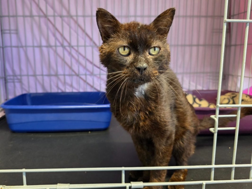 Orme - Chat Européen à adopter