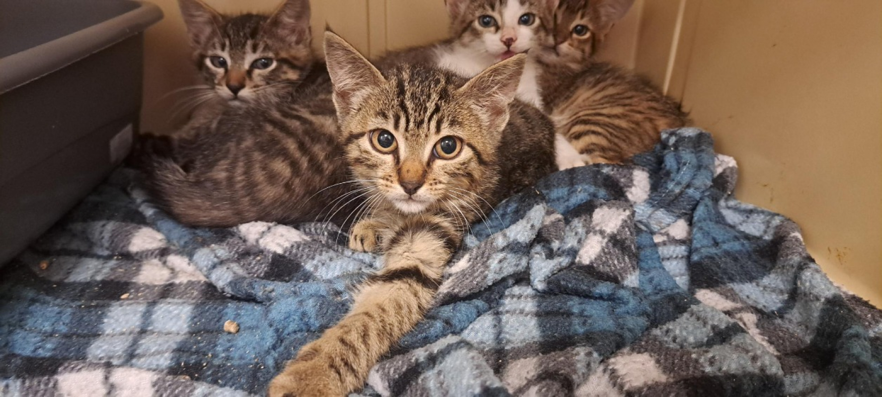 Photo de Tafouk
