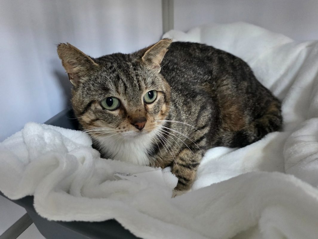 Nomade - Chat Européen à adopter