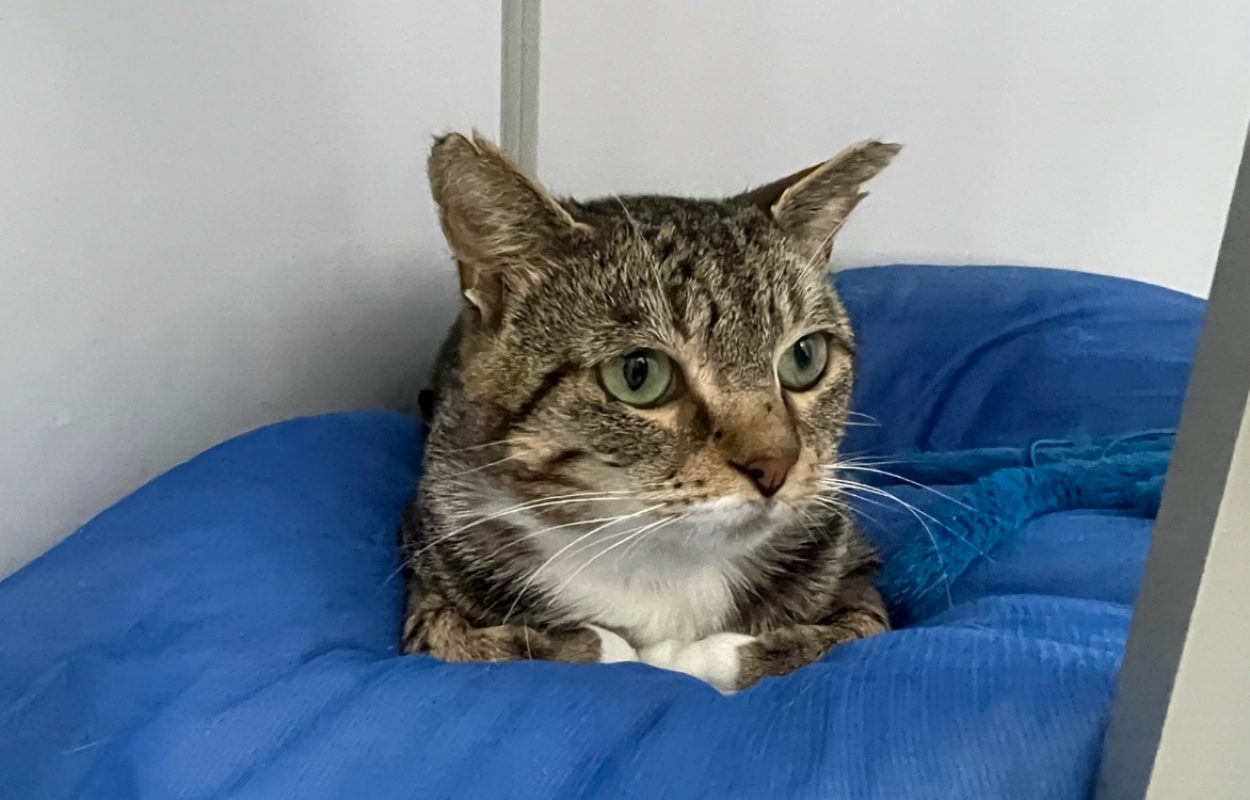 Nomade - Chat Européen à adopter - photo 2