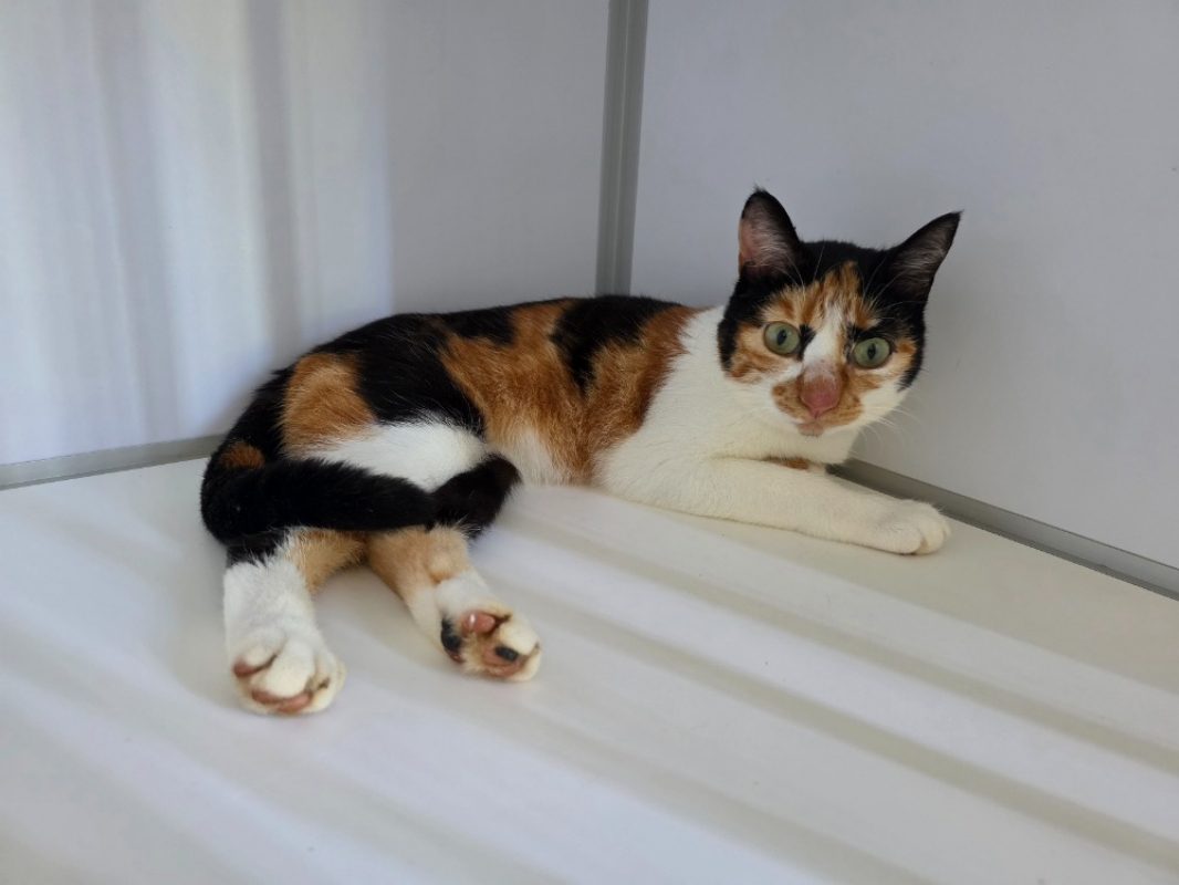 Gitane - Chat Européen à adopter