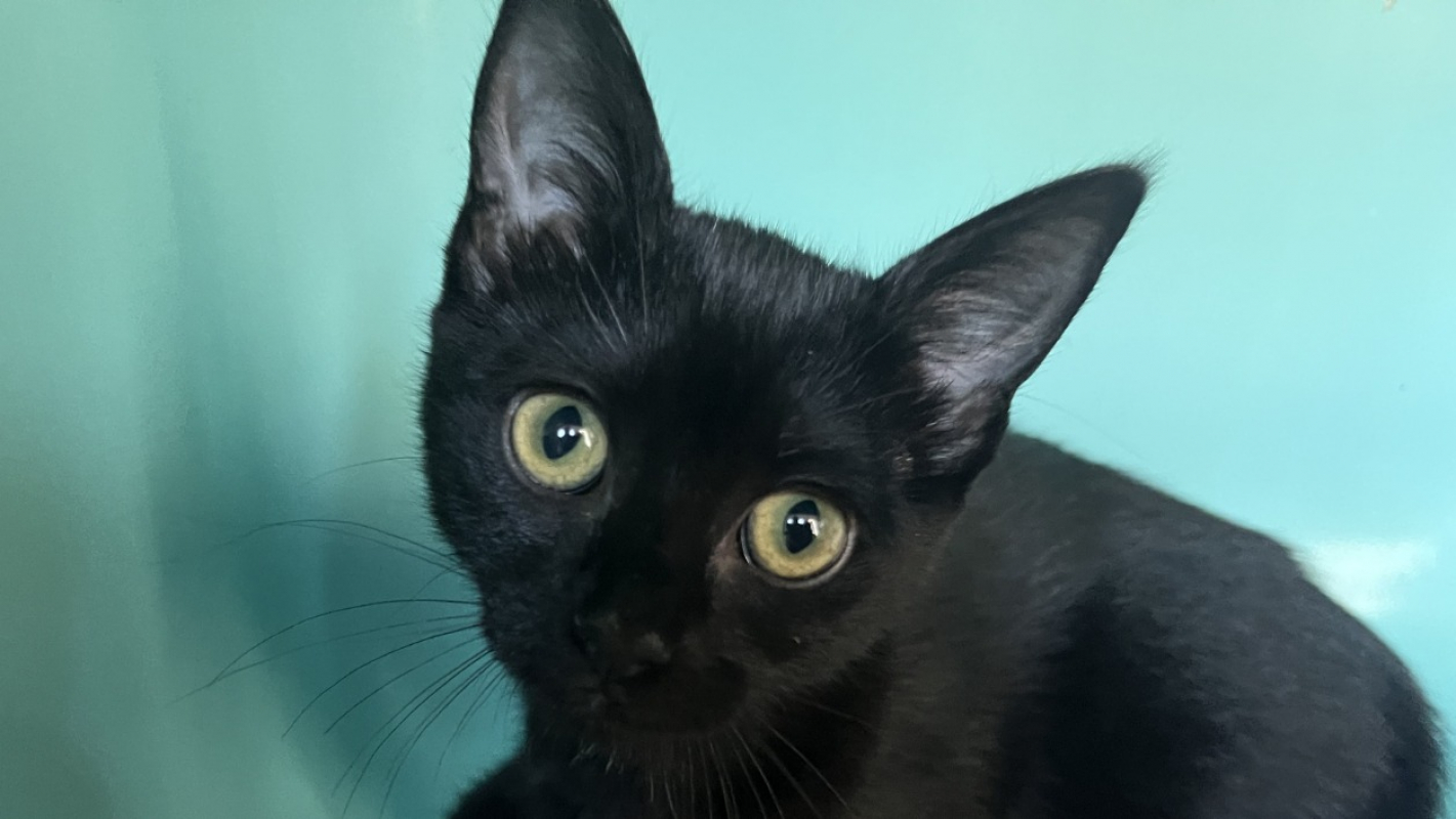 Photo de Nova