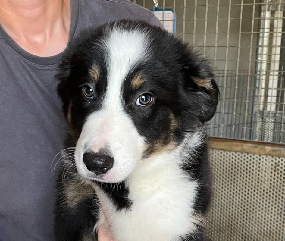 Photo de Sirius