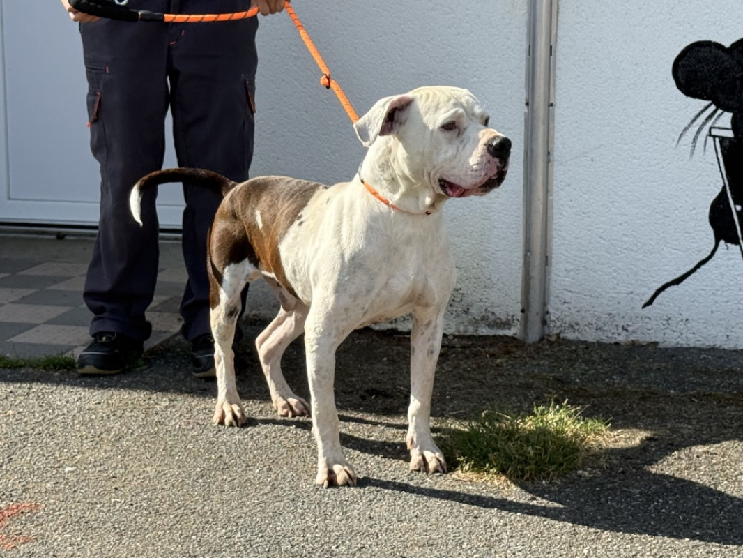 Photo #2 de Bandit