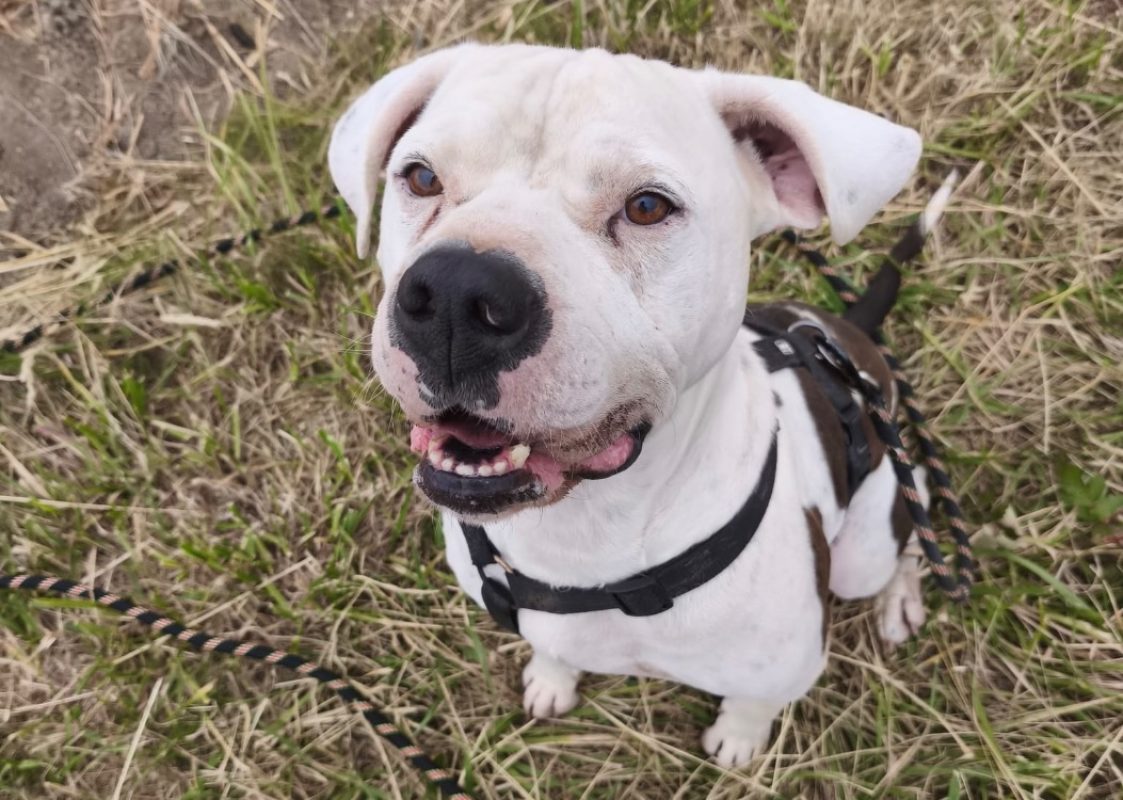 Bandit - Chien Bouledogue Américain à adopter