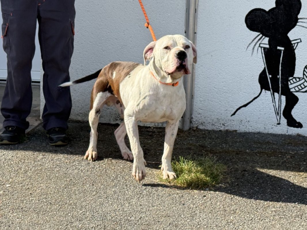 Bandit - Chien Bouledogue Américain à adopter - photo 2