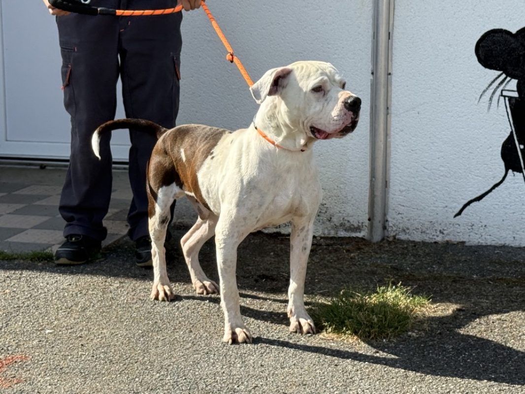 Bandit - Chien Bouledogue Américain à adopter - photo 3