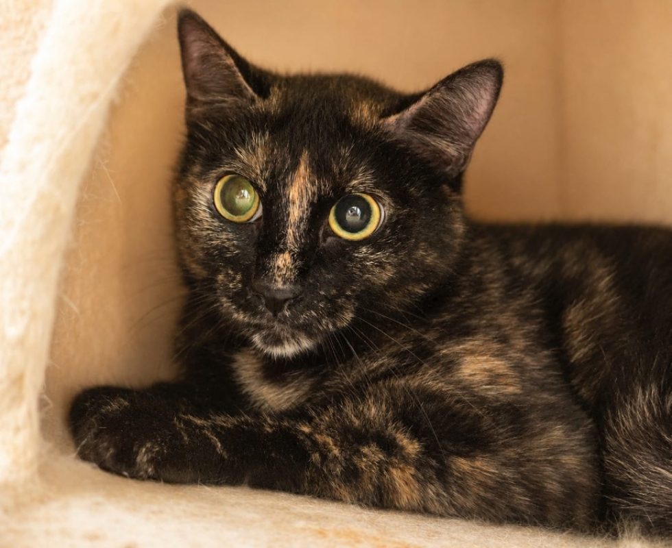 Gribouille - Chat Européen à adopter