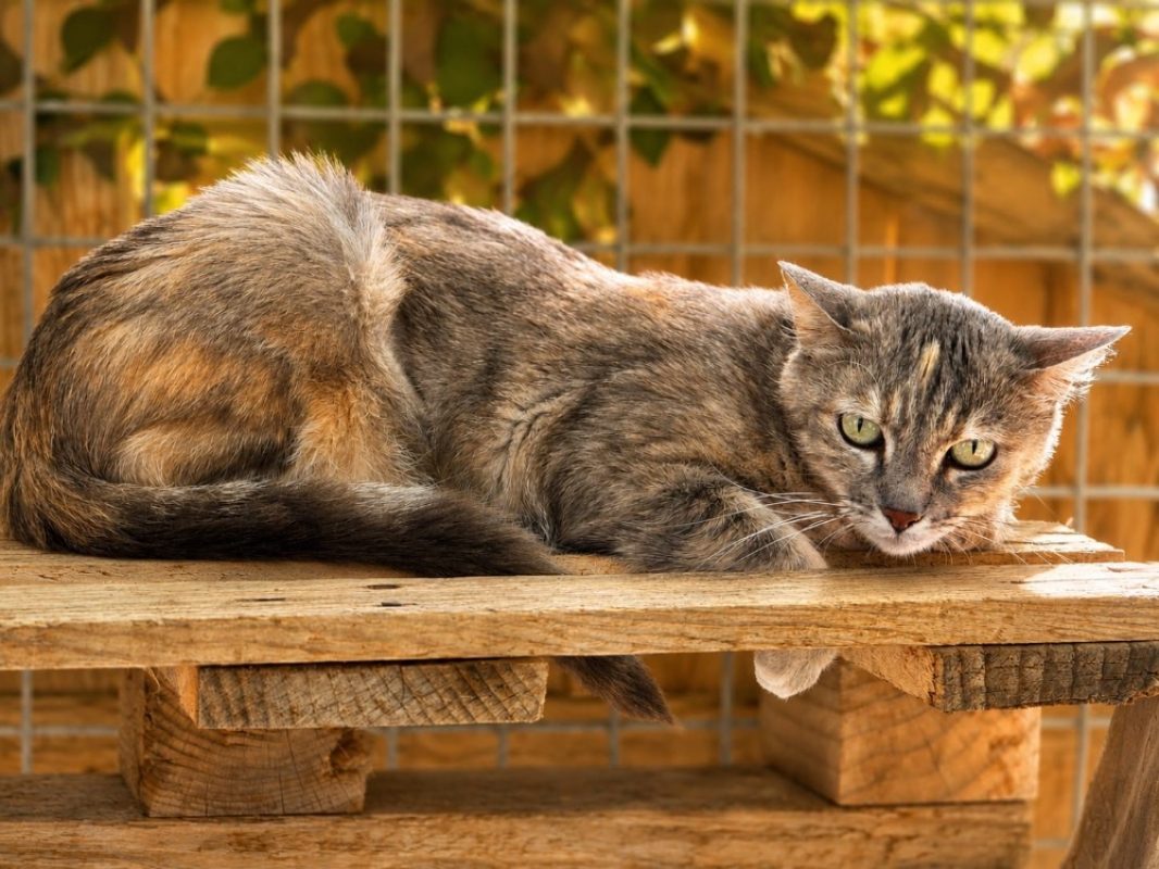 Anouch - Chat Européen à adopter