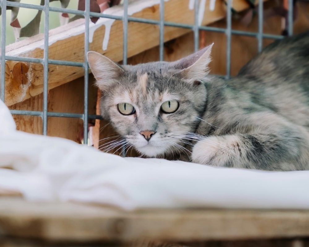 Anouch - Chat Européen à adopter