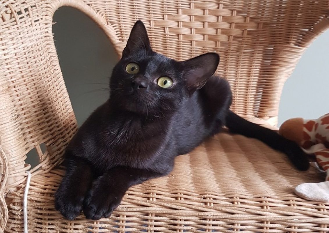 Grizzli - Chat Européen à adopter