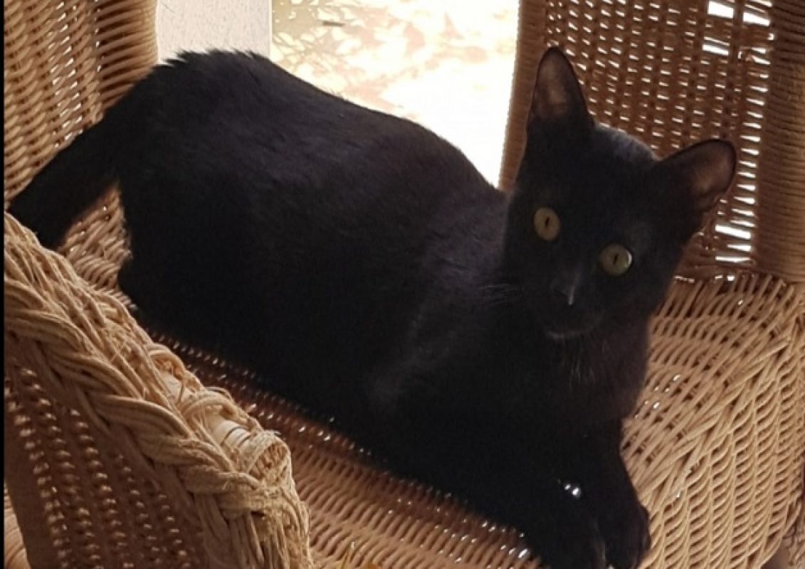 Grizzli - Chat Européen à adopter - photo 2