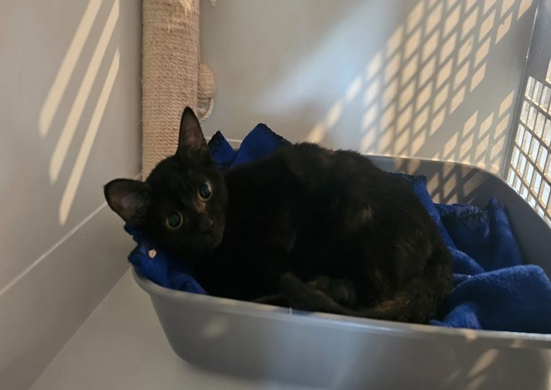 Grizzli - Chat Européen à adopter - photo 4