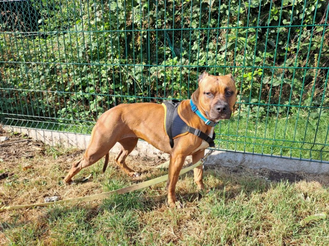 Venus - Chien à adopter